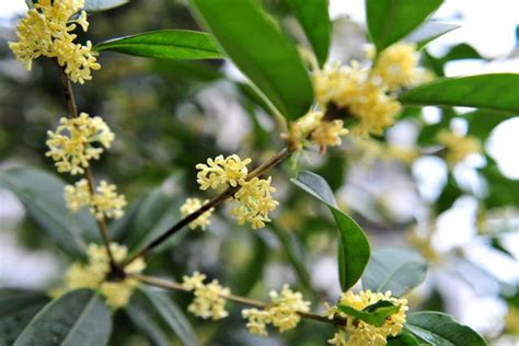 桂花樹|桂花 